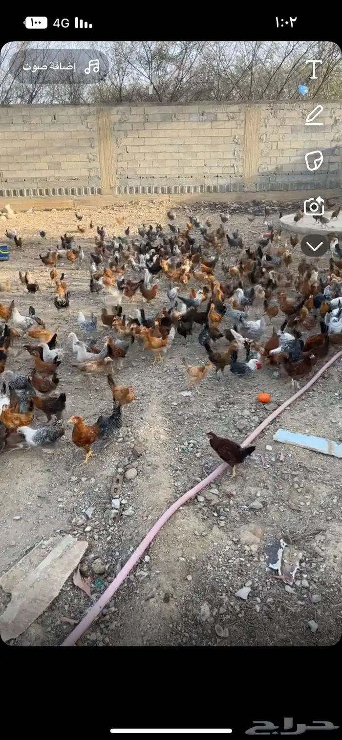 دجاج بلد مخصب 0