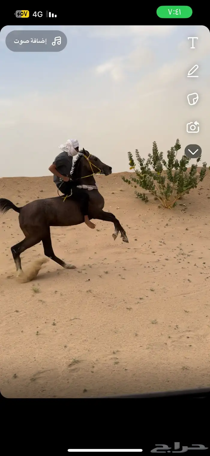 مهر شعبي حار 4