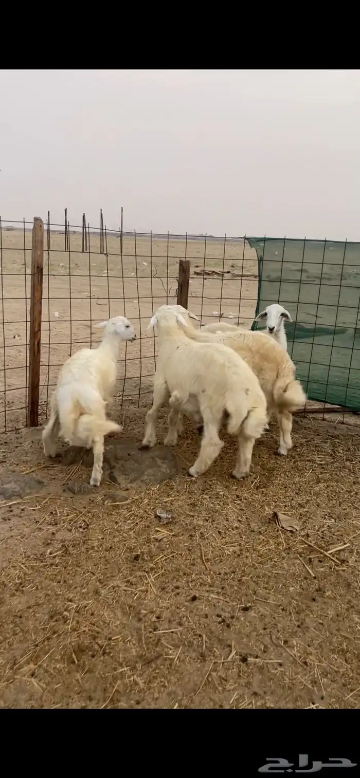 ذبائح حري وتيوس يوجد توصيل وذبح 1