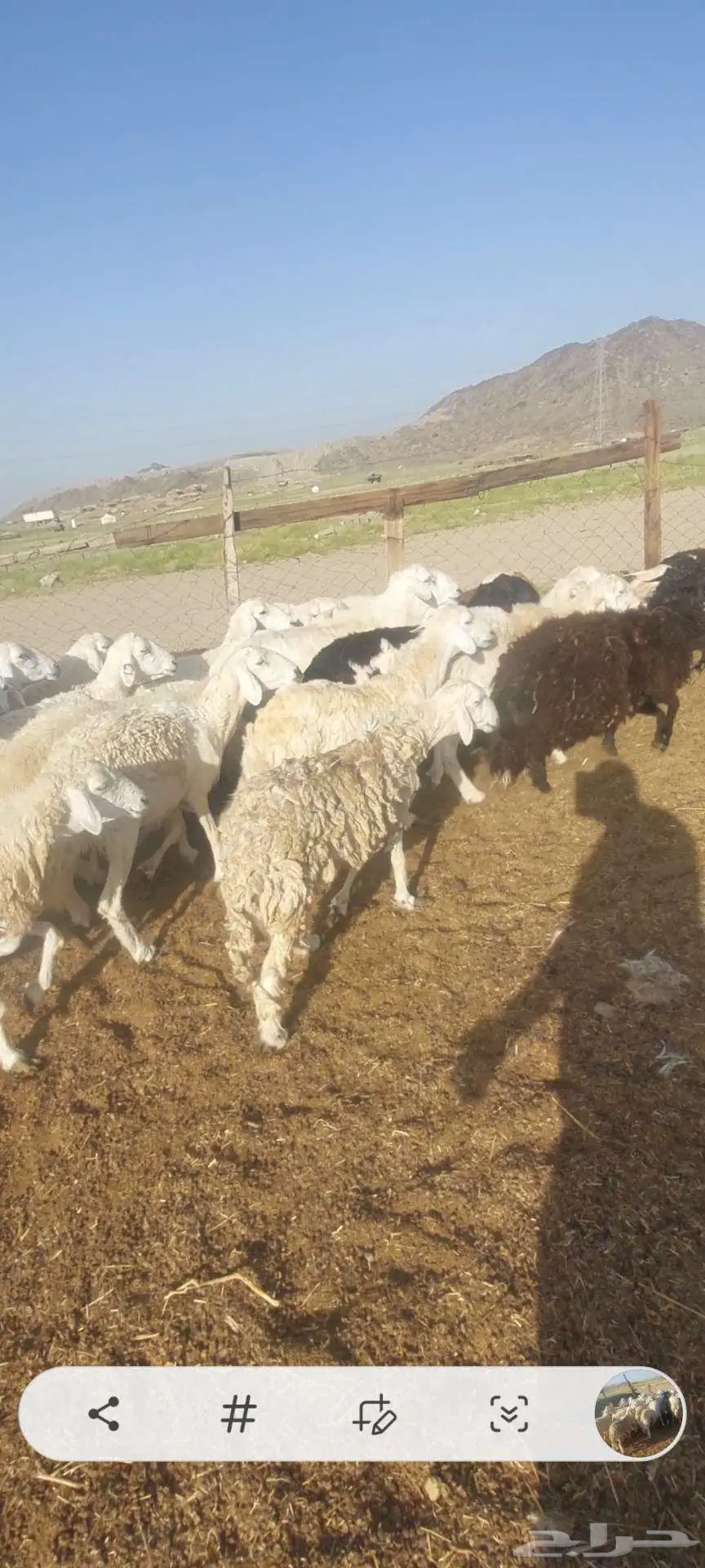 ضان حريات وسواكنية.. ومعزا خلفات 6