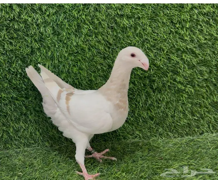 للبيع طب ه بيوتي هومر 1
