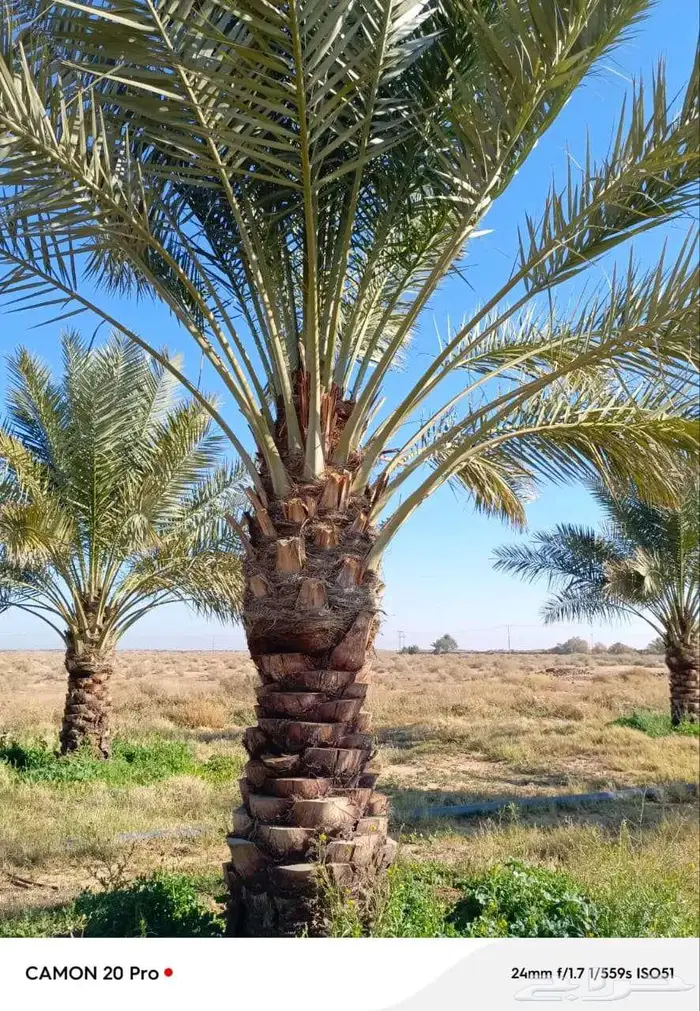 مقاول شبوك تركيب شبوك ونخيل 6