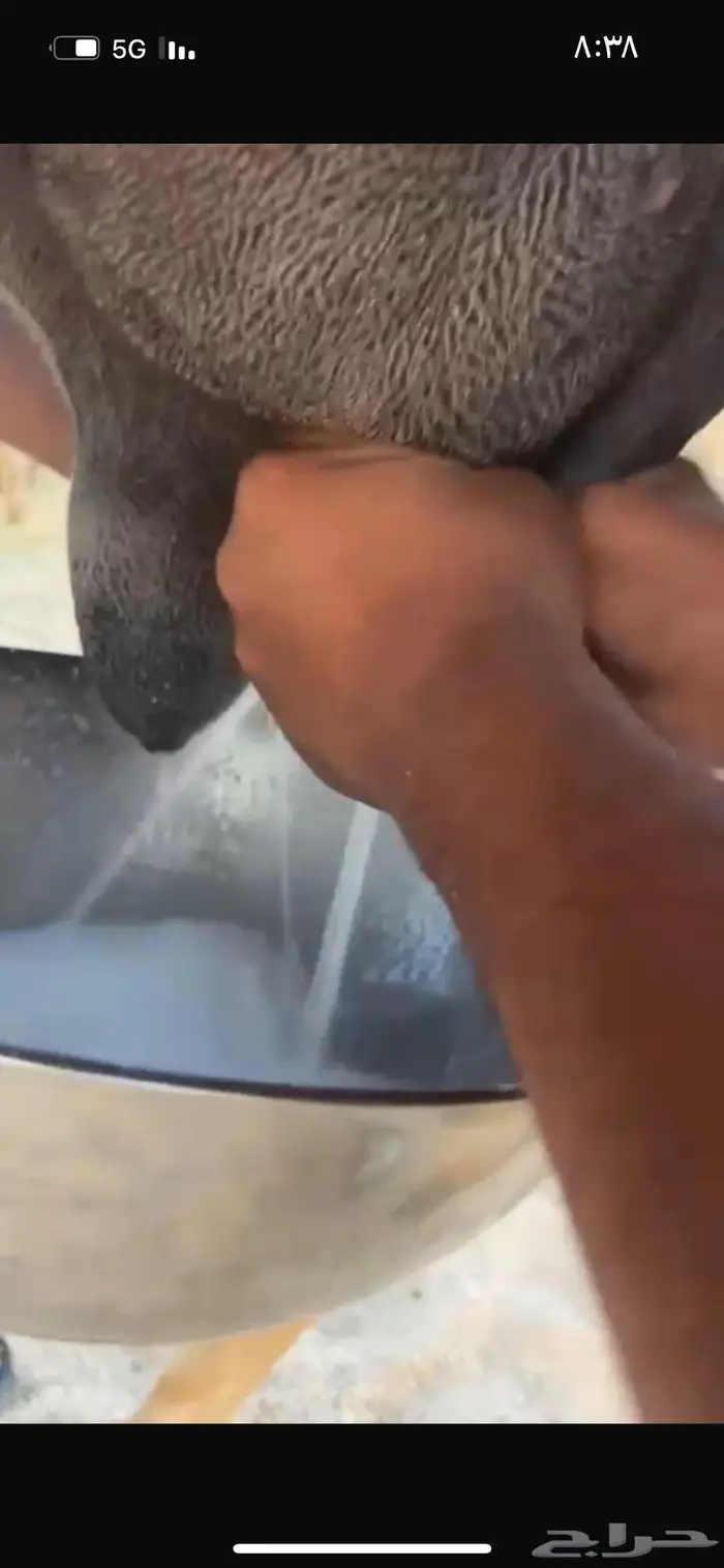 للبيع خلفه حمر كفوو تحتها قعود باتلي 0