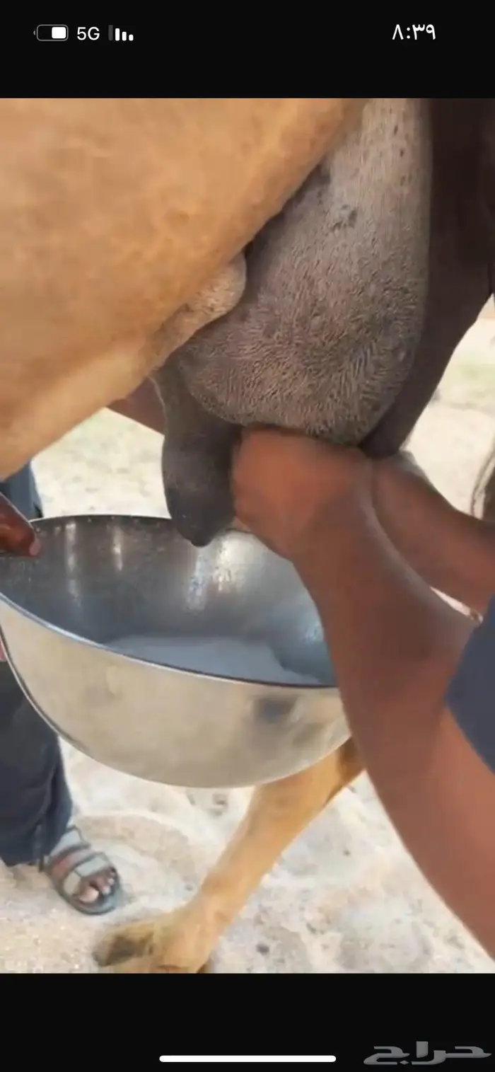 للبيع خلفه حمر كفوو تحتها قعود باتلي 1
