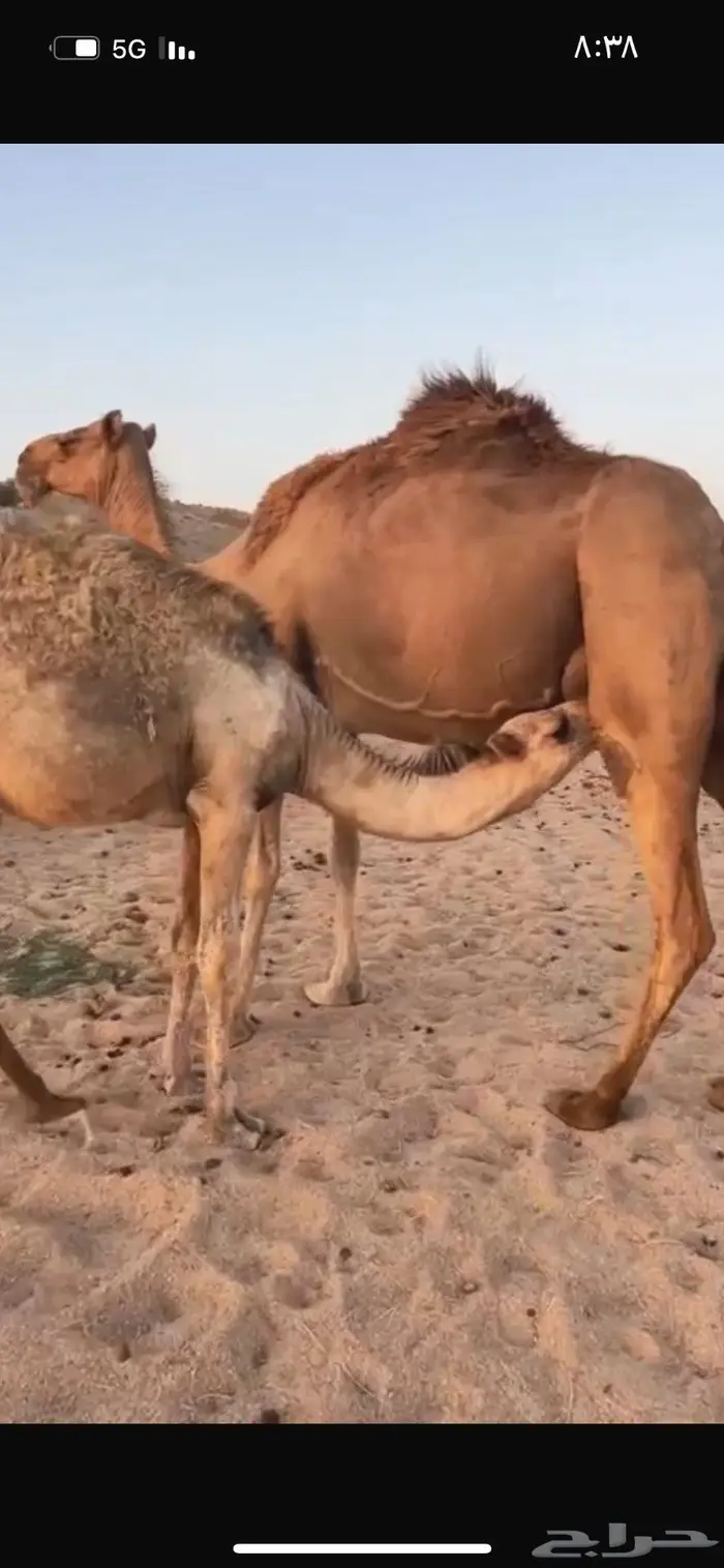 للبيع خلفه حمر كفوو تحتها قعود باتلي 3