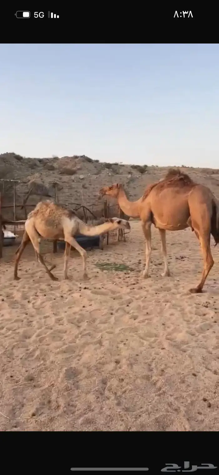 للبيع خلفه حمر كفوو تحتها قعود باتلي 4