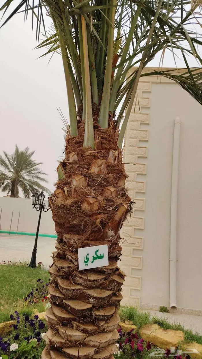 مقاول شبوك تركيب شبوك ونخيل 7