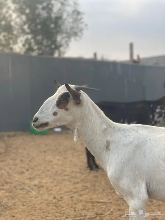 جفرة بيشيه 0