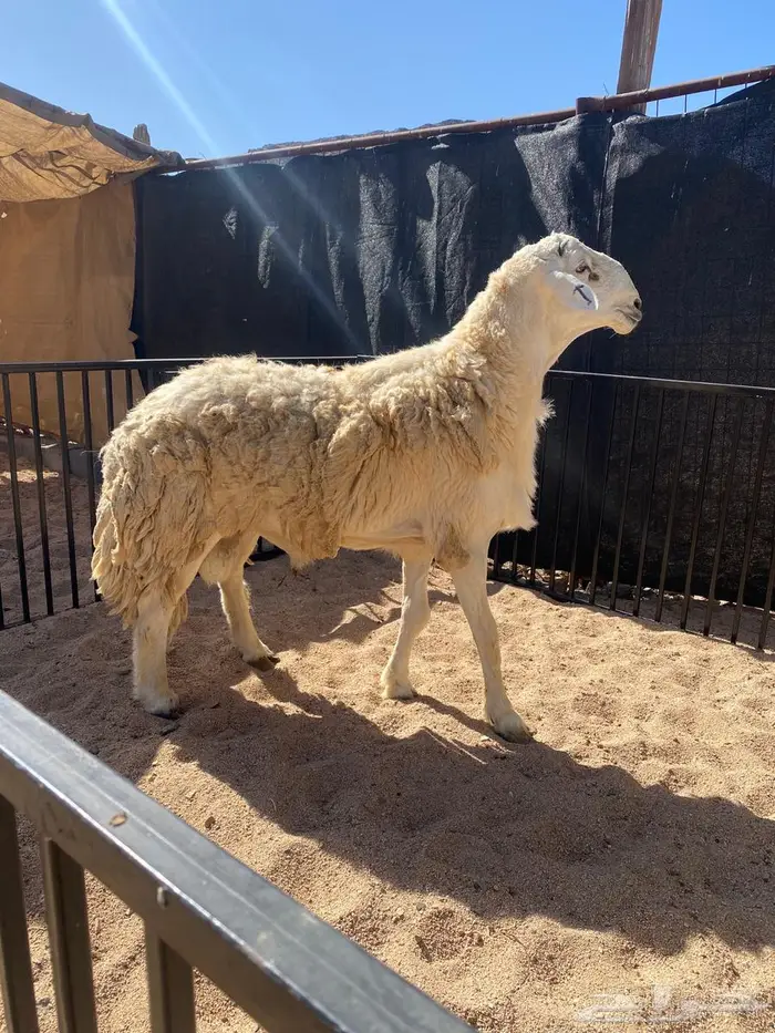 (تم البيع)فحل مشروط 3