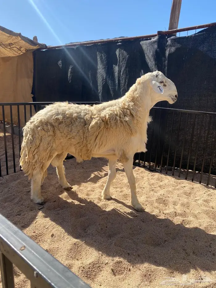 (تم البيع)فحل مشروط 2