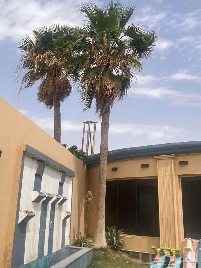 مقاول شبوك تركيب شبوك ونخيل 1