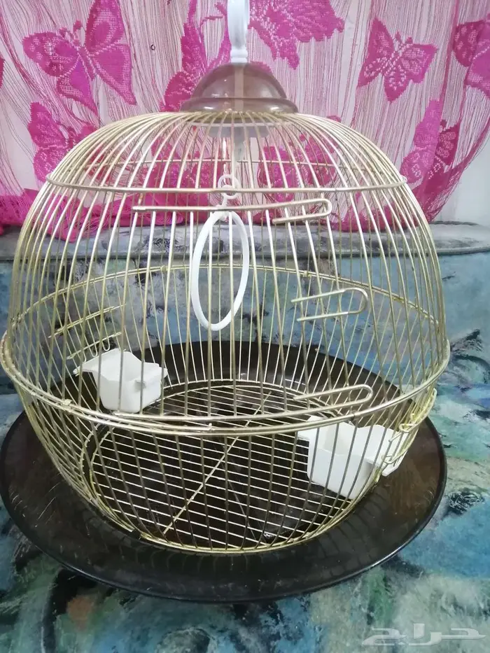 قفص طيور.. 1
