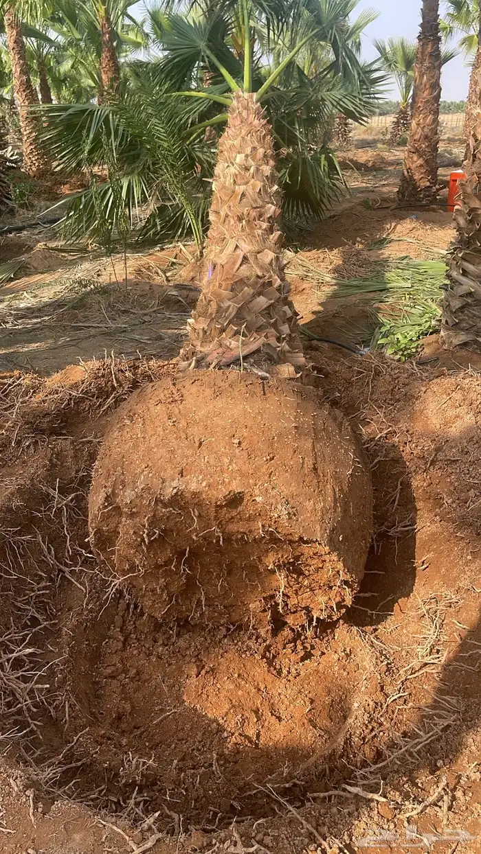 نخيل   واشنطينا ابو مروحه 1