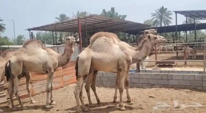 قعدان للبيع 0