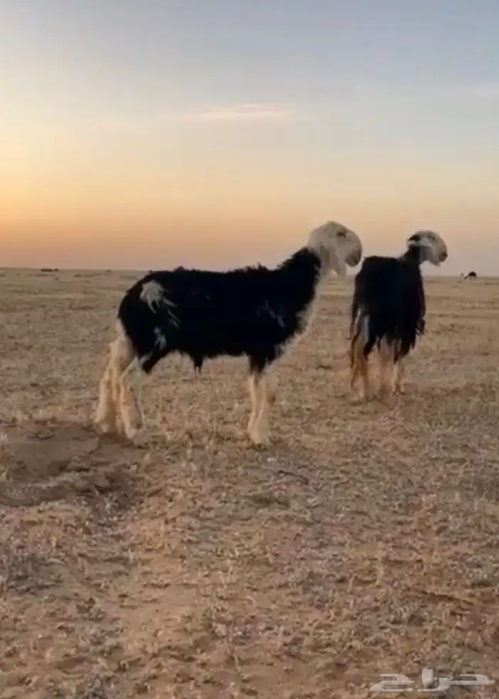 طلي مشروع فحل للبيع 1
