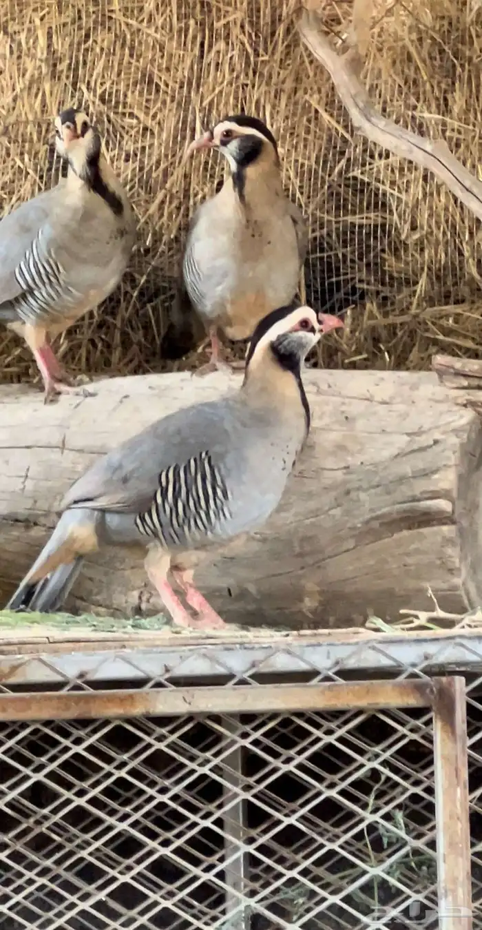 اصامل بانسعده الحد 650 ثلاث ذكر 2 انثا 1 3
