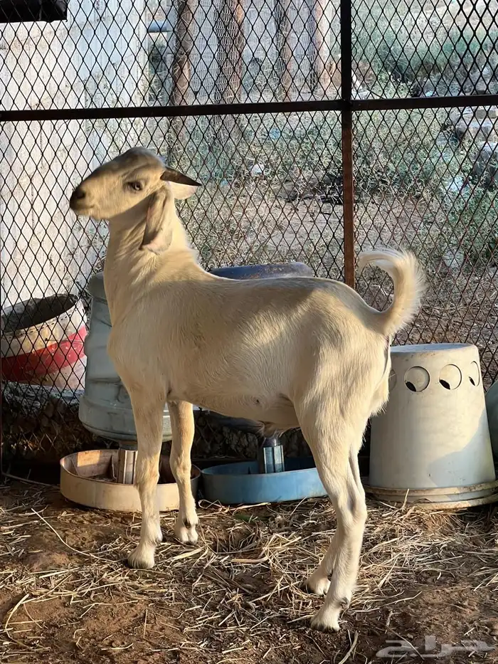مشروع فحل صنف فاخر 1