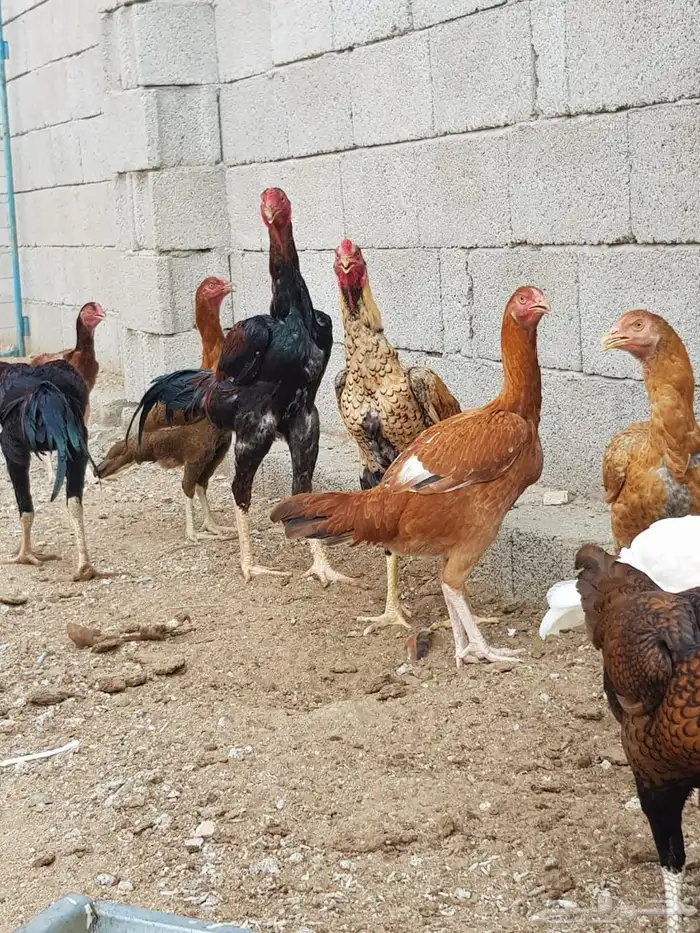دجاج بكستاني اصل مثل الصوره 0