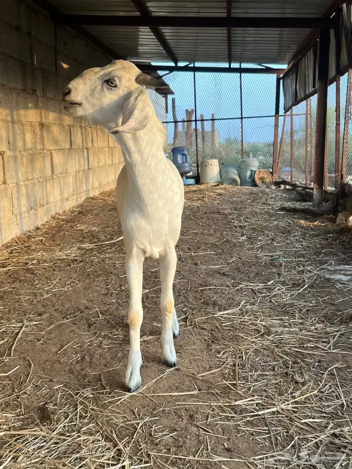 مشروع فحل صنف فاخر 0