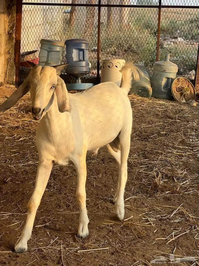 مشروع فحل صنف فاخر 11