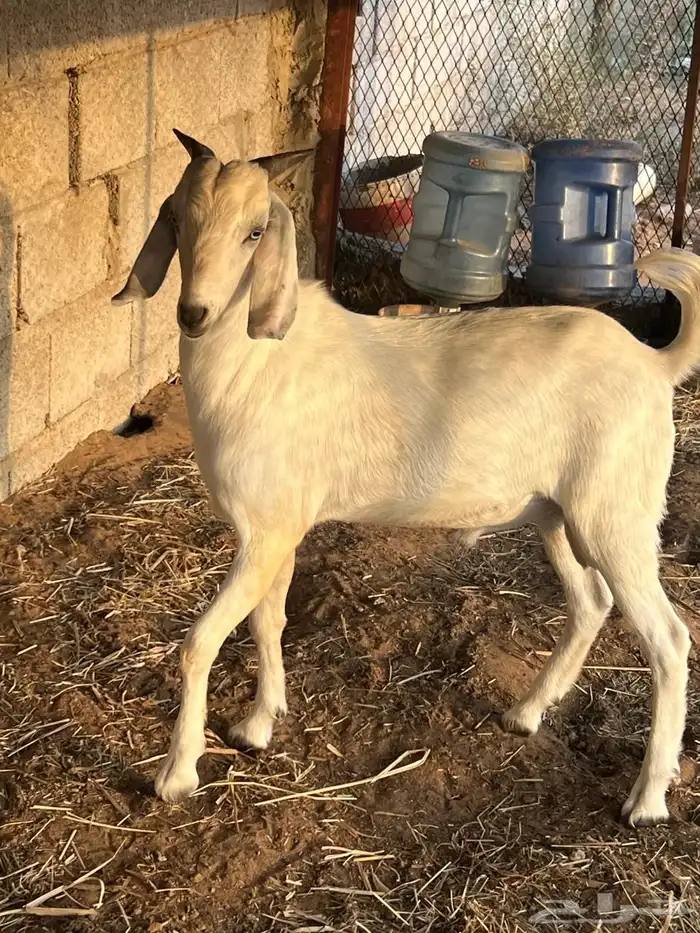 مشروع فحل صنف فاخر 5
