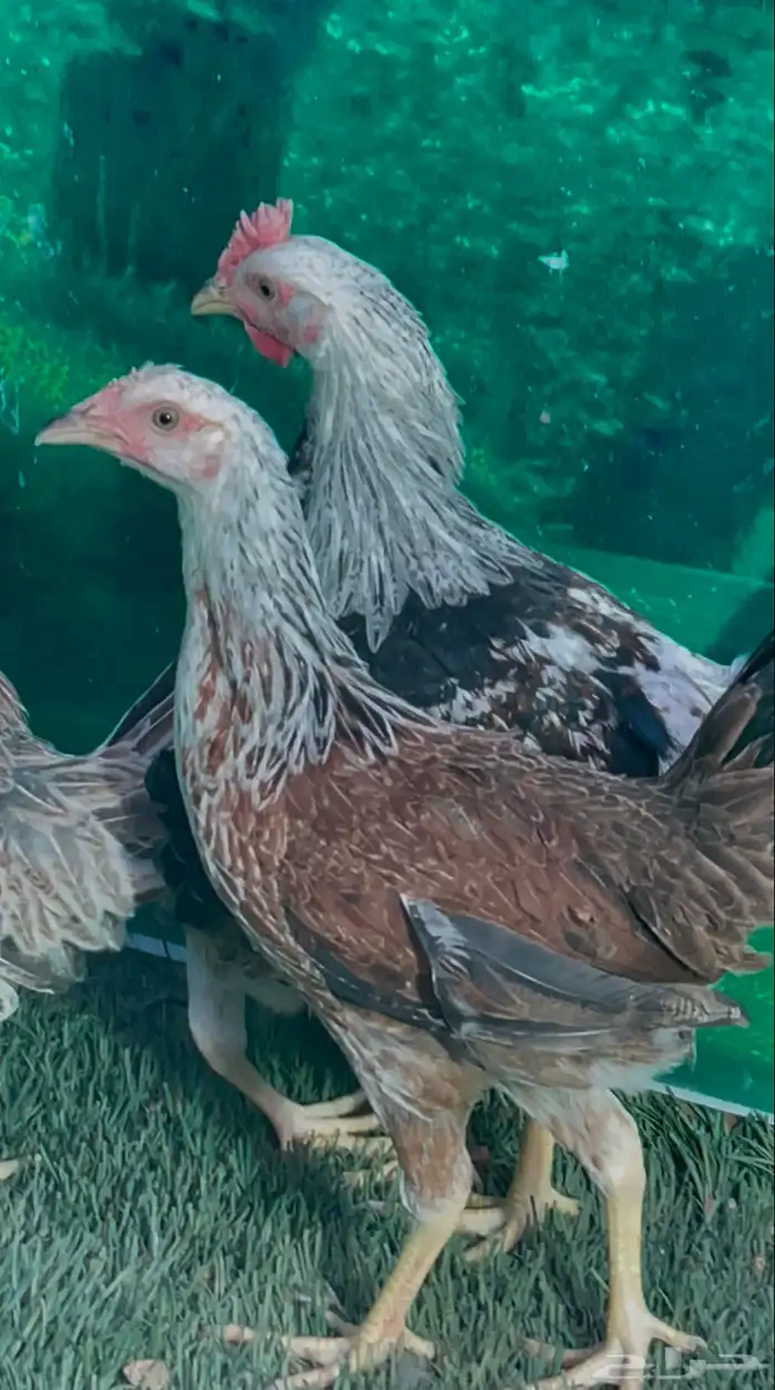 دجاج عربي ترثه اصيل دندراوي طقم بشاير 3 شهور 3
