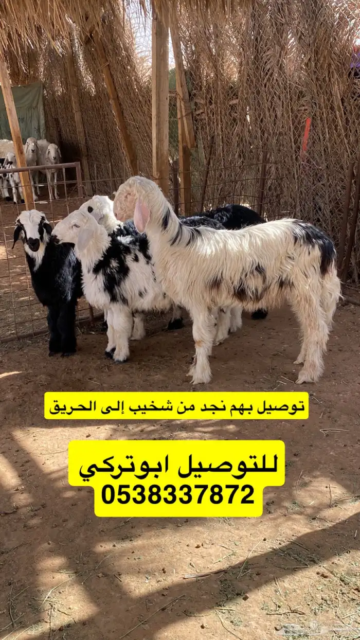 نقل حلال ابوتركي المزاحميه 7