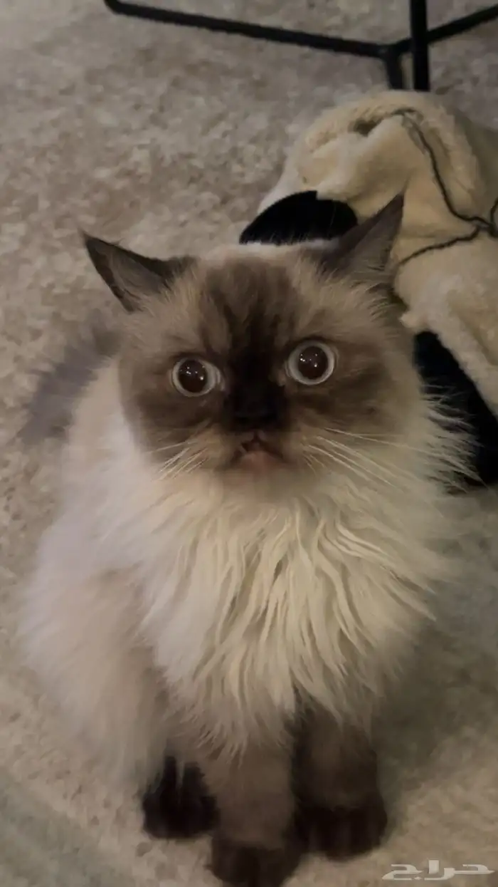 قطه ضايعه اللي يحصلها يتواصل معي ضروري 0