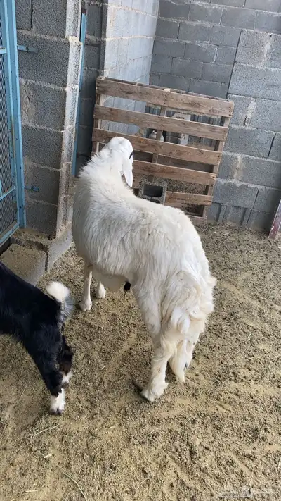 خروف للبيع 0