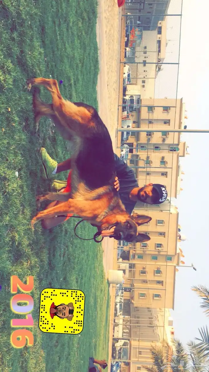 مدرب تدريب كلاب الطاعه الحراسه 22
