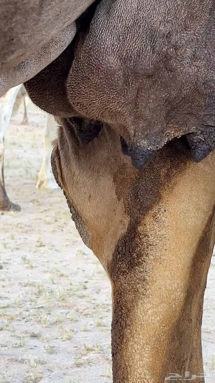 خلفه للبيع 2