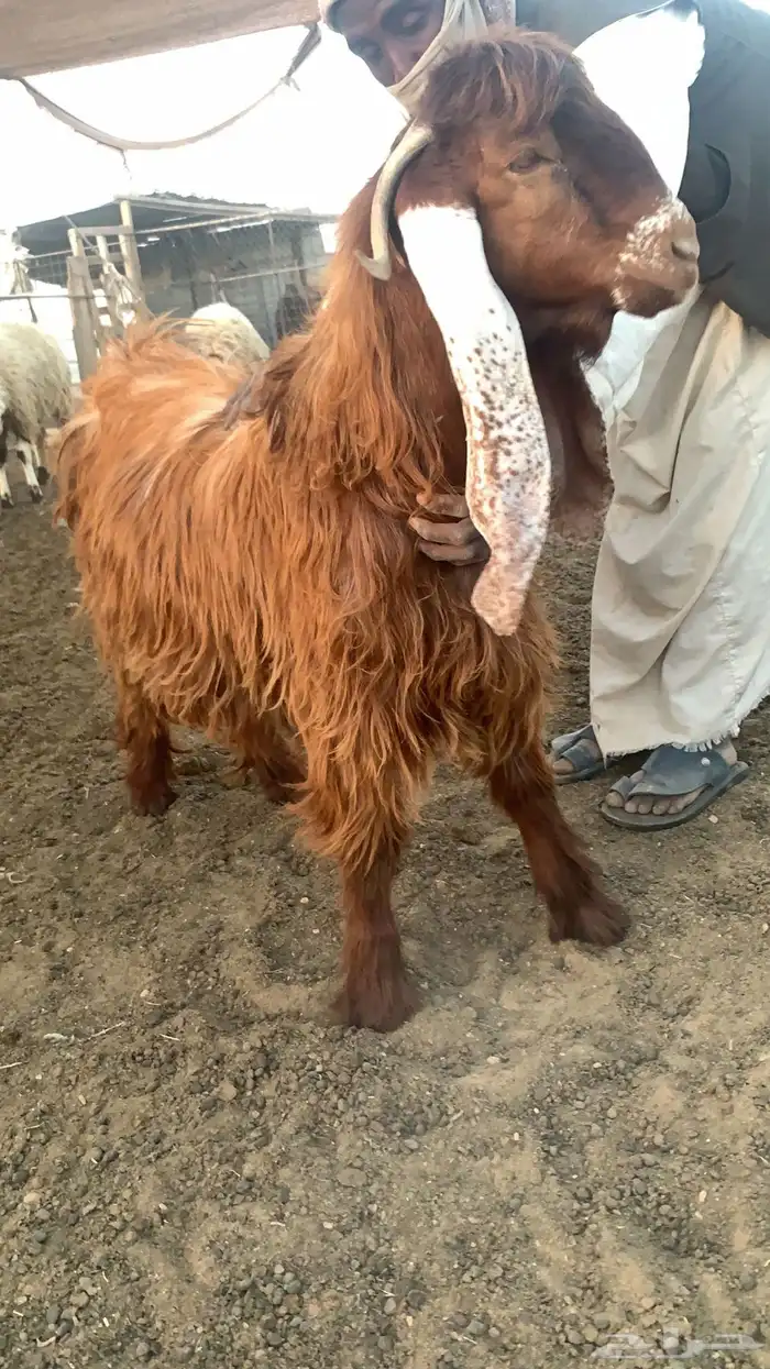 تيس جذع صنف 3