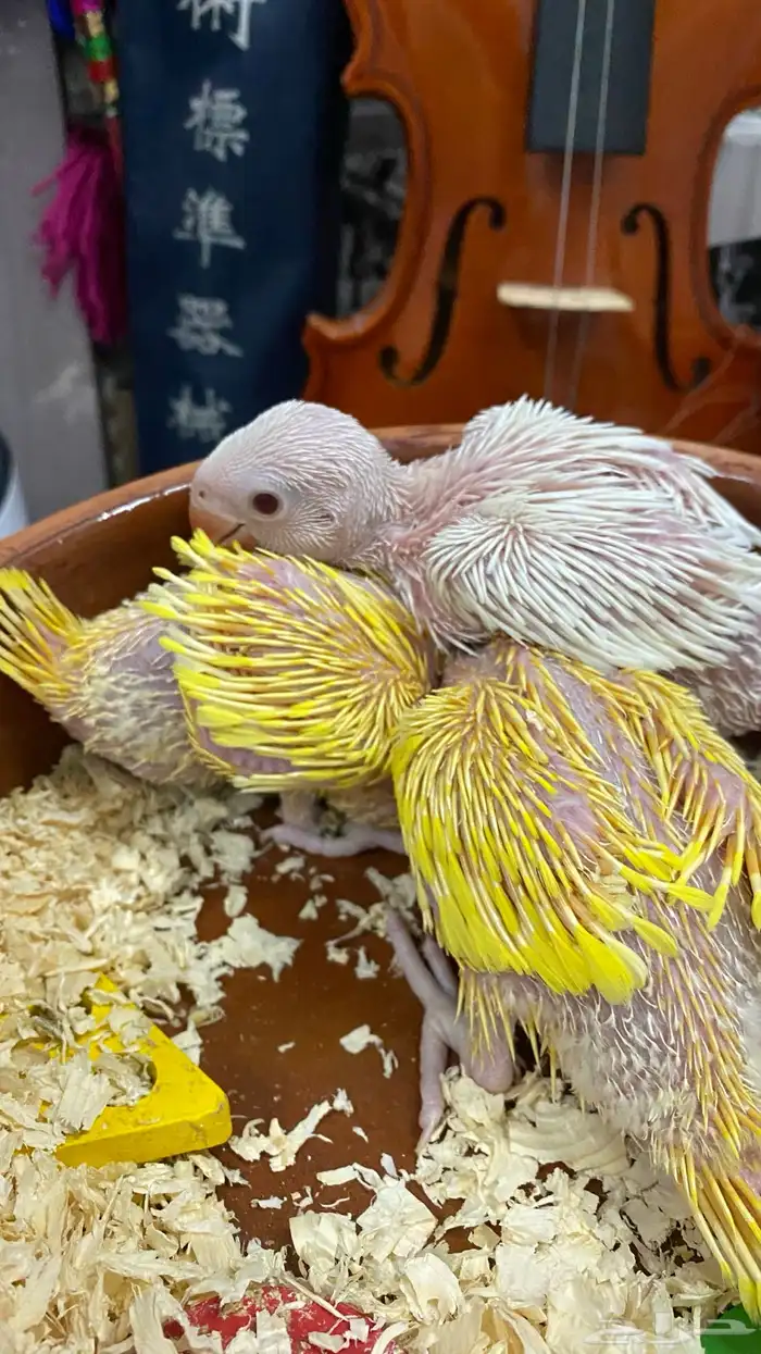 دره هولندي عيون حمر 1