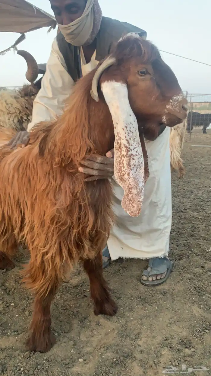 تيس جذع صنف 1