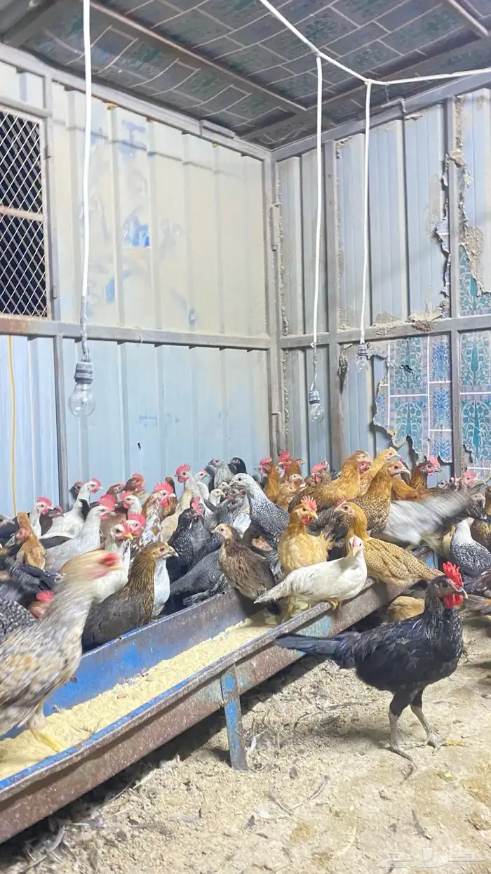 دجاج بلدي عمر 4 شهور ونص 0