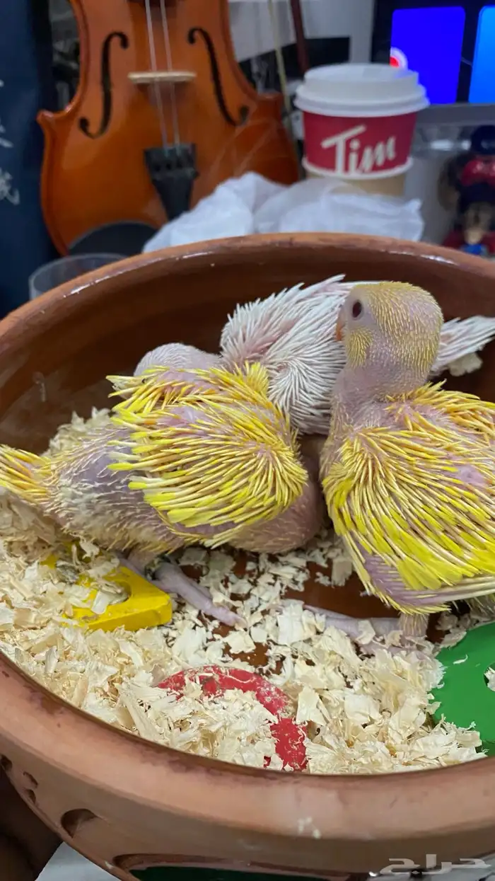 دره هولندي عيون حمر 2