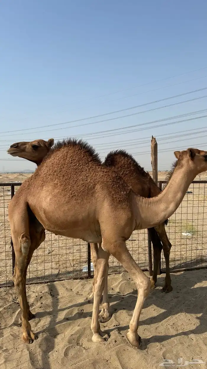 قعدان سواحل ( تم البيع ) 0
