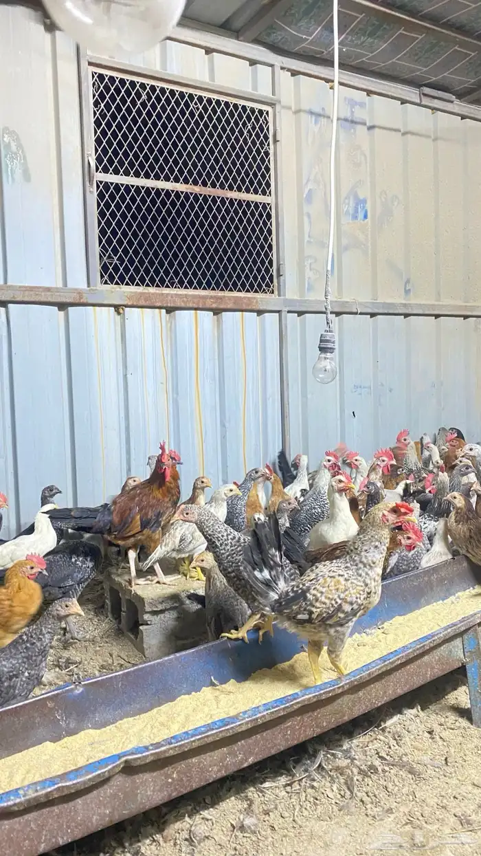 دجاج بلدي عمر 4 شهور ونص 1
