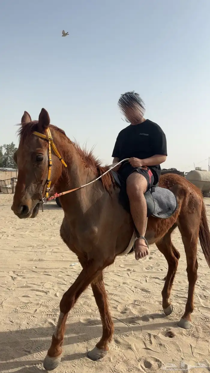 حصان 1