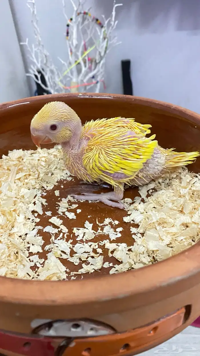 دره هولندي عيون حمر 3