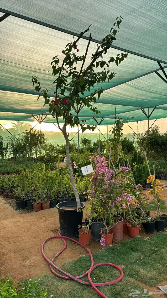 اشجار زيتون 5