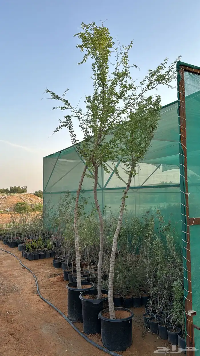 اشجار زيتون 6