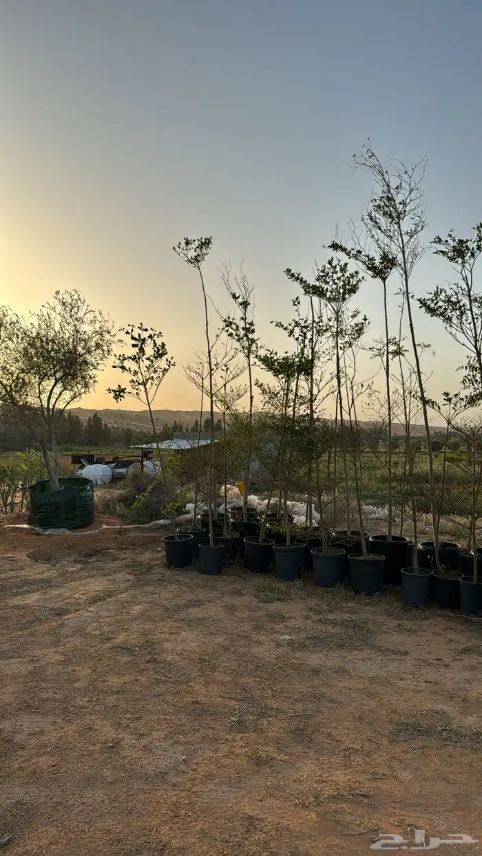 اشجار زيتون 8