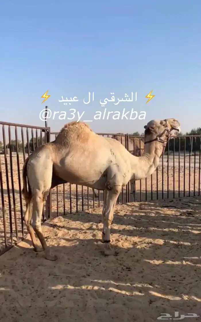 حقه كفو بنت الشرقي 1