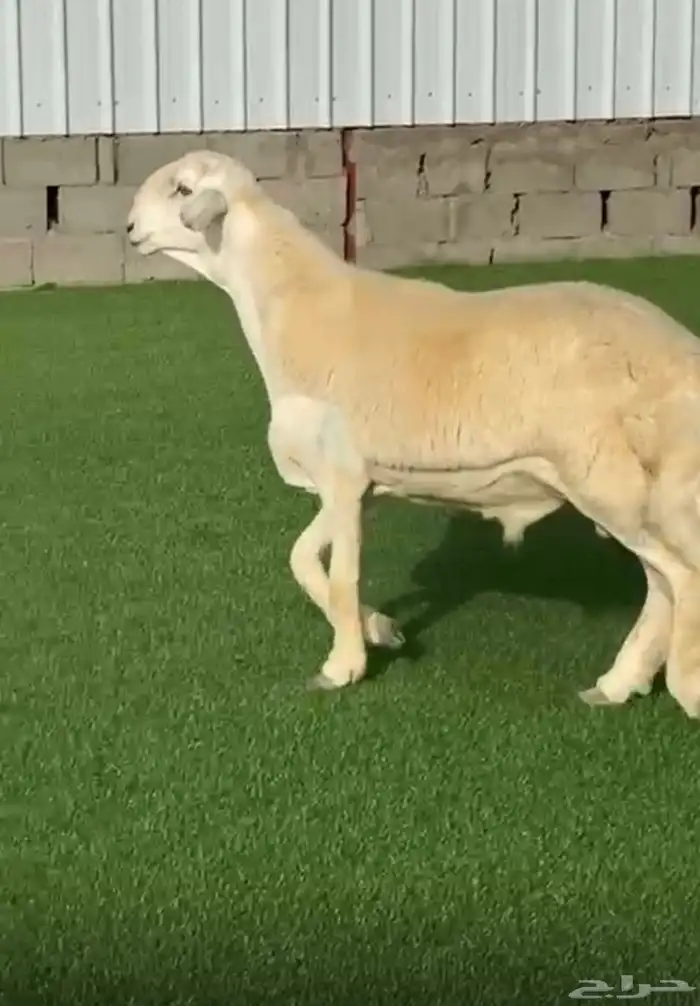 مشروع حري فاخر ( تم البيع ) 0