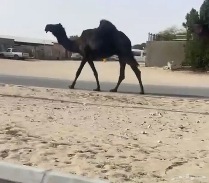 القحات البيع 0