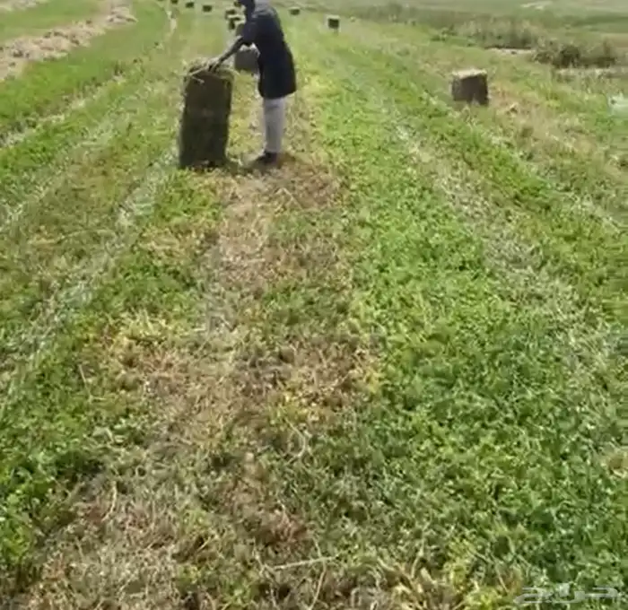 محلى هيبان شعير برسيم 1