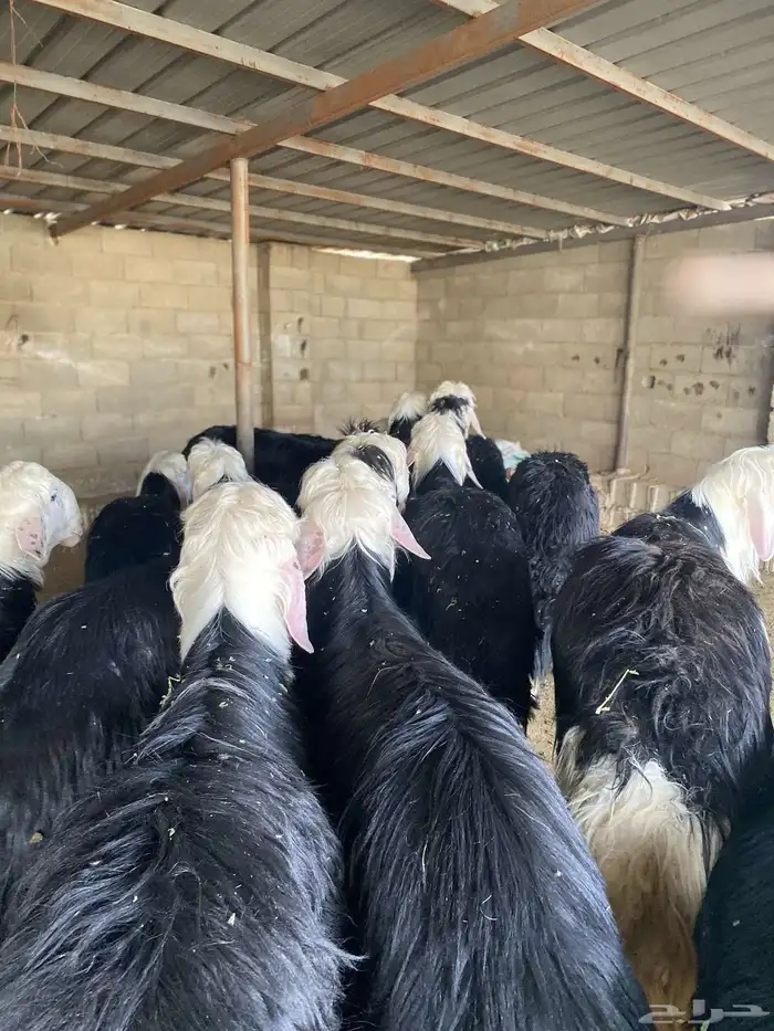 طليان نجد تم البيع تم البيع خارج 2