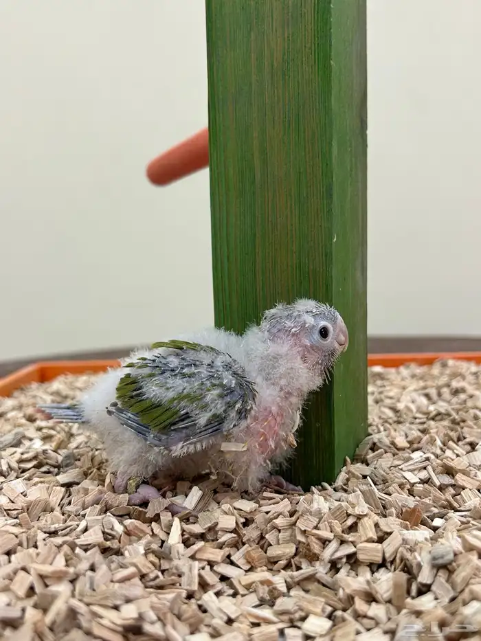 فروخ غر كنيور روز بادجي 1