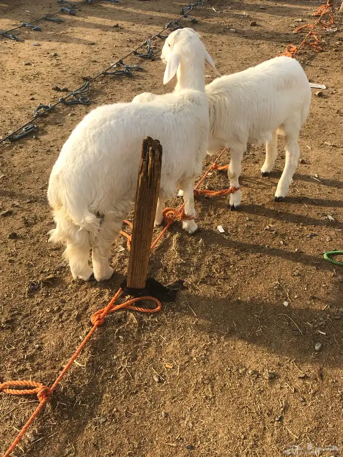 بهم حبصي 1
